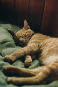 Slaapritme Verbeteren: 5 Tips &Amp; Tricks! Pexels Dương Nhân 2817430 Droomidee